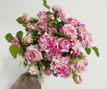 Rose 'Flash Dance' 闪电舞