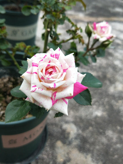 Rose 'Flash Dance' 闪电舞