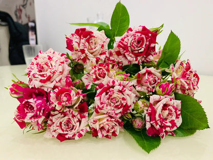 Rose 'Flash Dance' 闪电舞