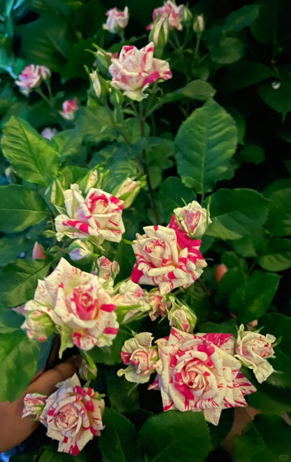 Rose 'Flash Dance' 闪电舞