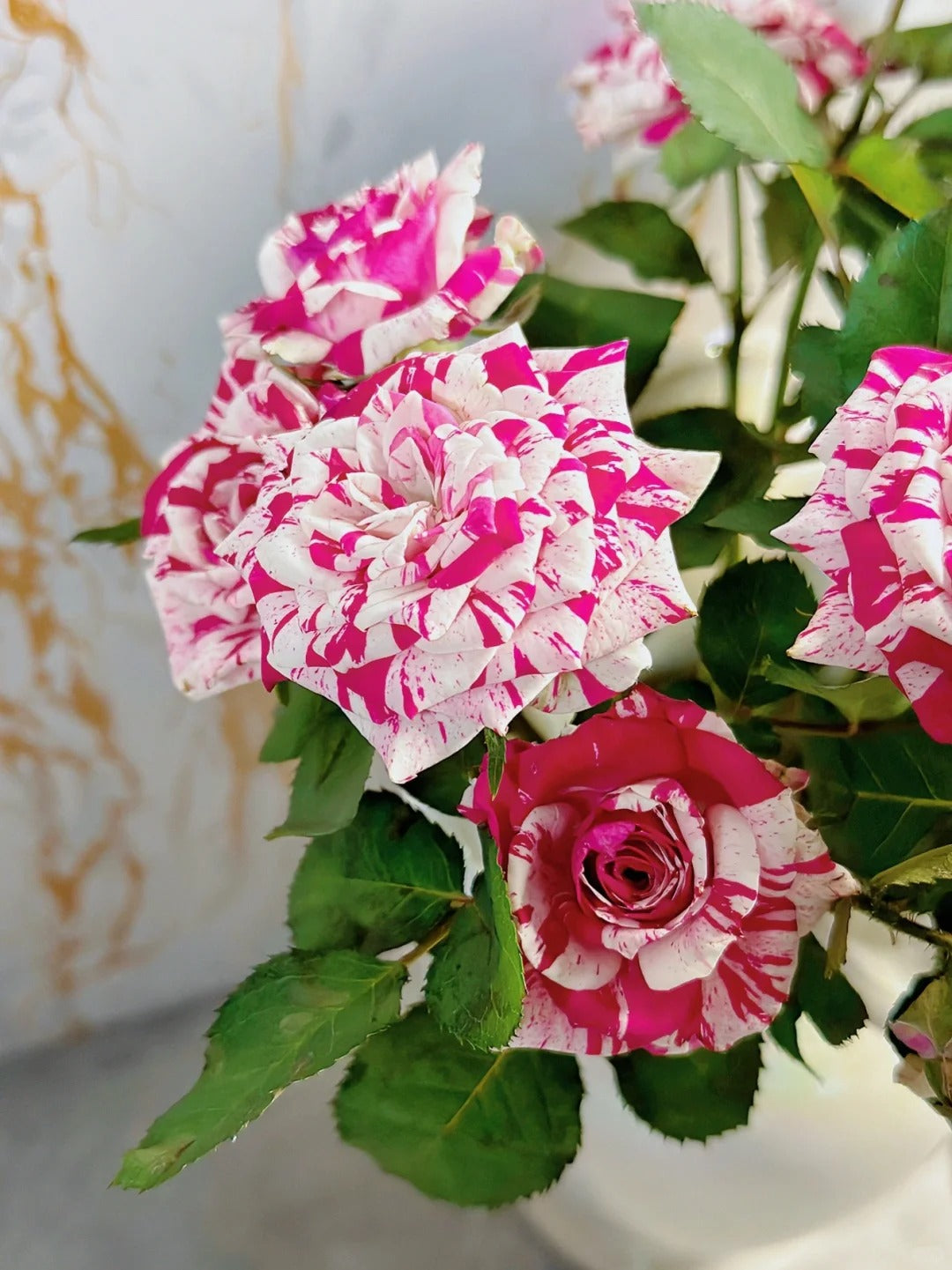Rose 'Flash Dance' 闪电舞