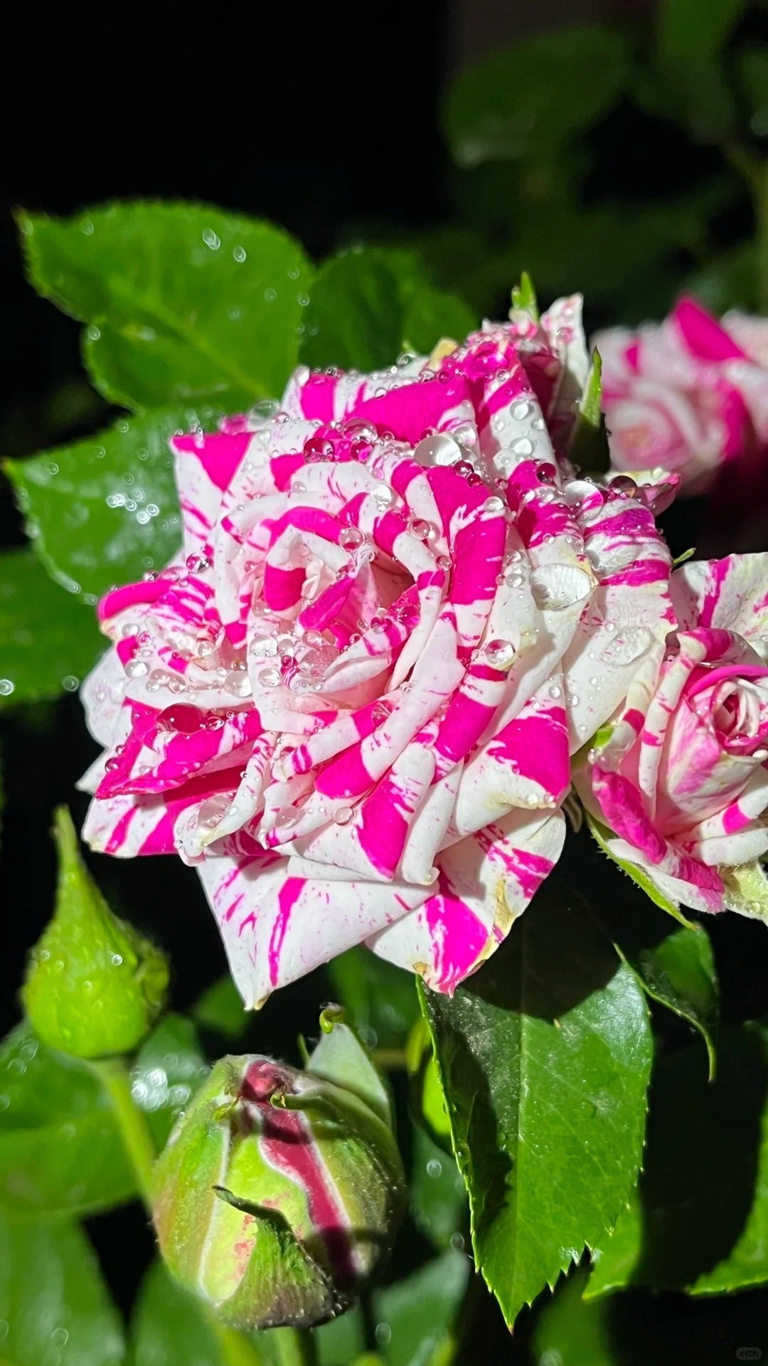 Rose 'Flash Dance' 闪电舞