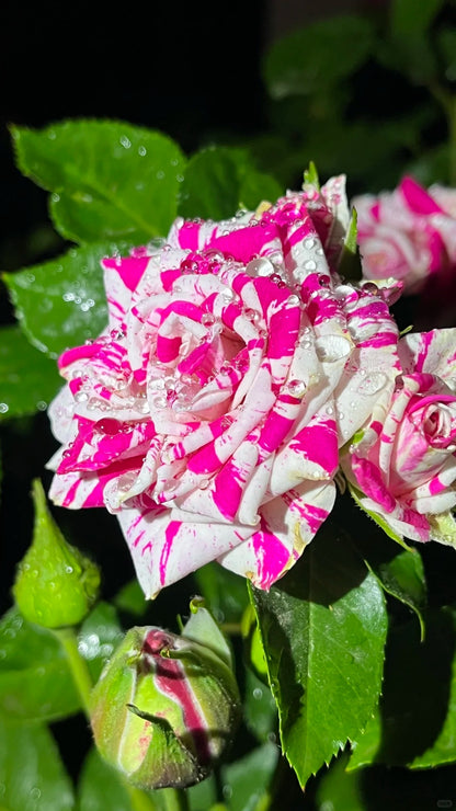 Rose 'Flash Dance' 闪电舞