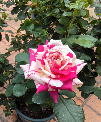 Rose 'Flash Dance' 闪电舞