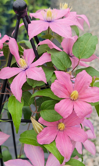 Clematis 'Rosamunde'罗莎蒙德