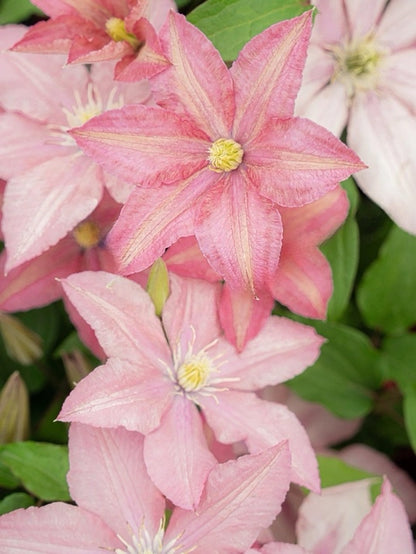 Clematis 'Rosamunde'罗莎蒙德