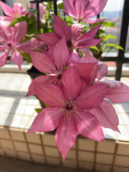 Clematis 'Rosamunde'罗莎蒙德