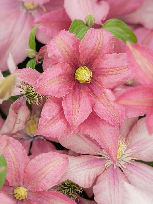 Clematis 'Rosamunde'罗莎蒙德