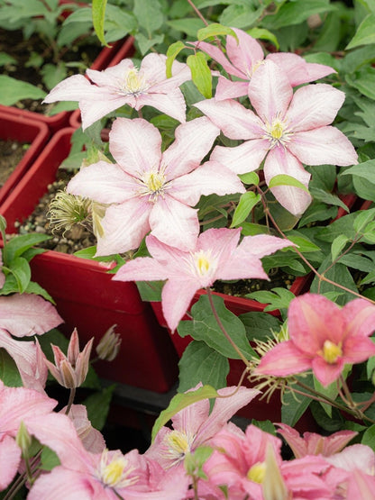 Clematis 'Rosamunde'罗莎蒙德