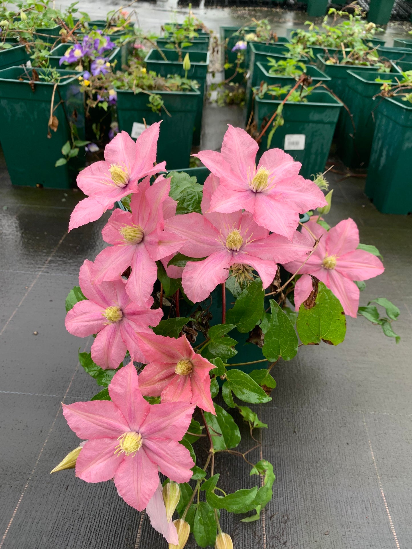 Clematis 'Rosamunde'罗莎蒙德