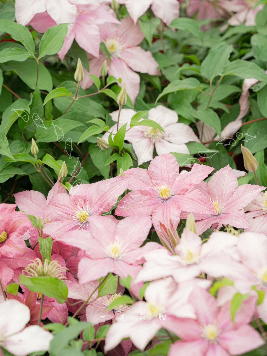 Clematis 'Rosamunde'罗莎蒙德