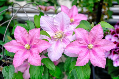 Clematis 'Rosamunde'罗莎蒙德