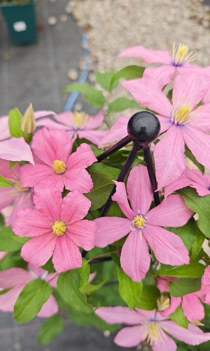 Clematis 'Rosamunde'罗莎蒙德