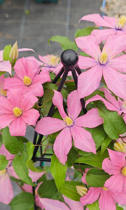 Clematis 'Rosamunde'罗莎蒙德