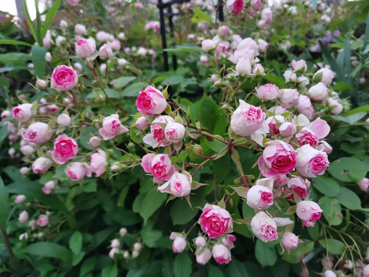 Climbing Rose 'Rouge' 胭脂扣 ' - Award-winning