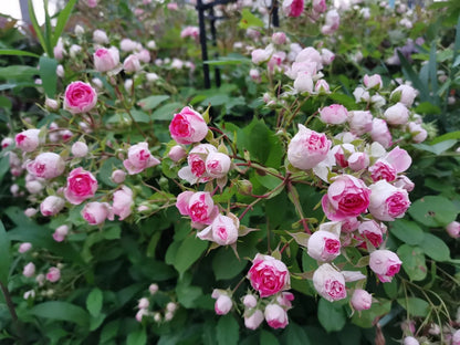 Climbing Rose 'Rouge' 胭脂扣 ' - Award-winning