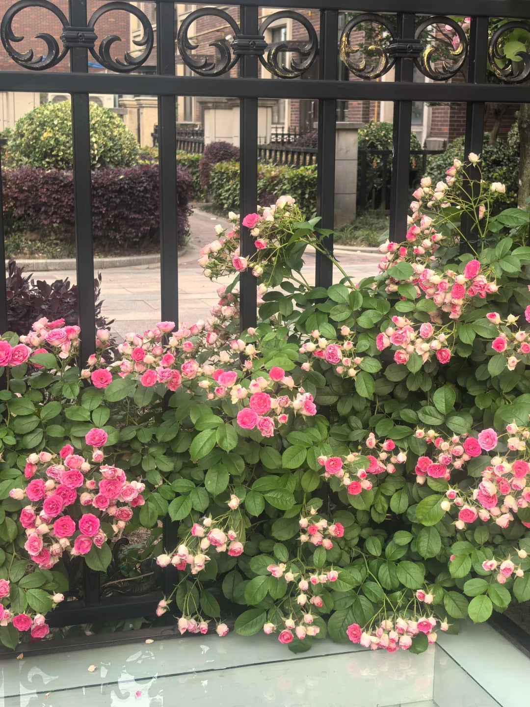 Climbing Rose 'Rouge' 胭脂扣 ' - Award-winning