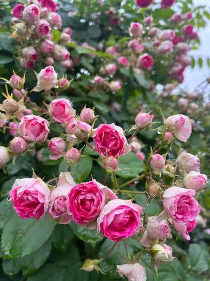 Climbing Rose 'Rouge' 胭脂扣 ' - Award-winning