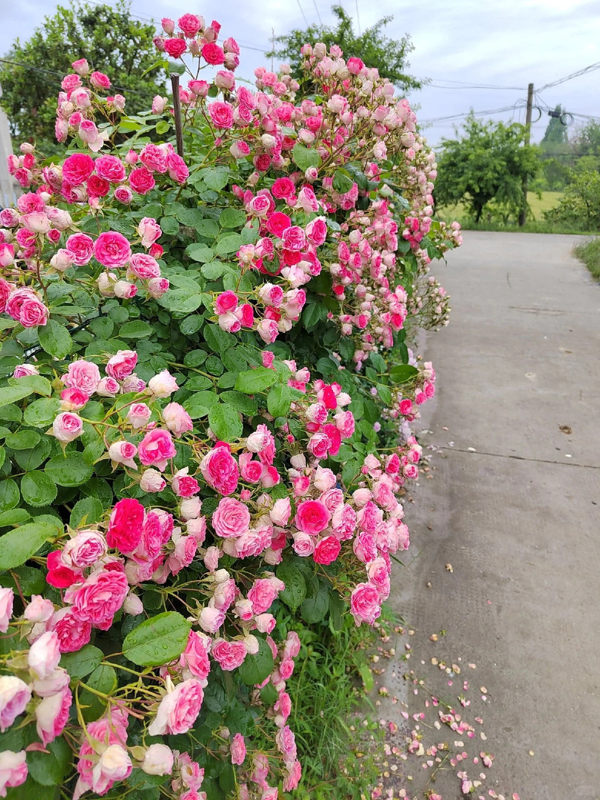 Climbing Rose 'Rouge' 胭脂扣 ' - Award-winning