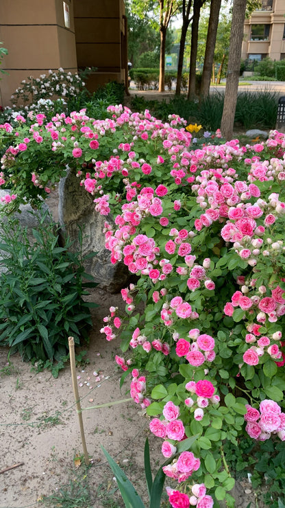 Climbing Rose 'Rouge' 胭脂扣 ' - Award-winning