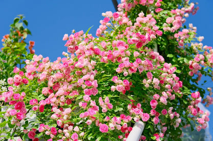 Climbing Rose 'Rouge' 胭脂扣 ' - Award-winning