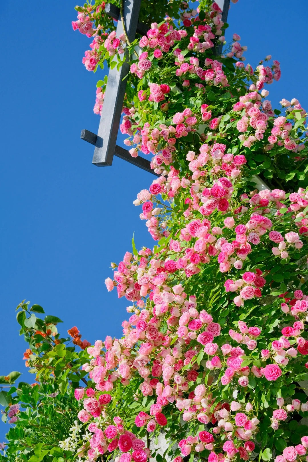 Climbing Rose 'Rouge' 胭脂扣 ' - Award-winning