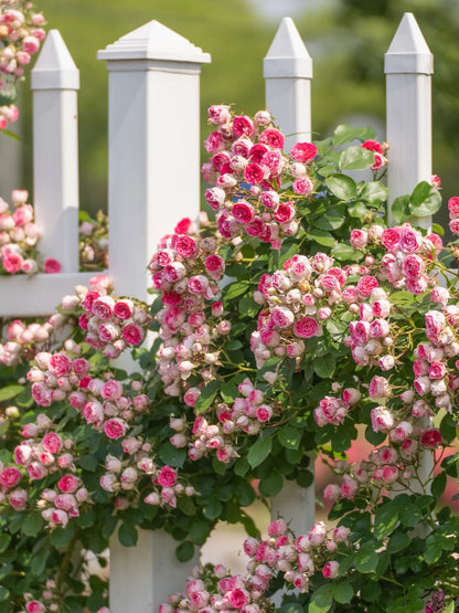 Climbing Rose 'Rouge' 胭脂扣 ' - Award-winning