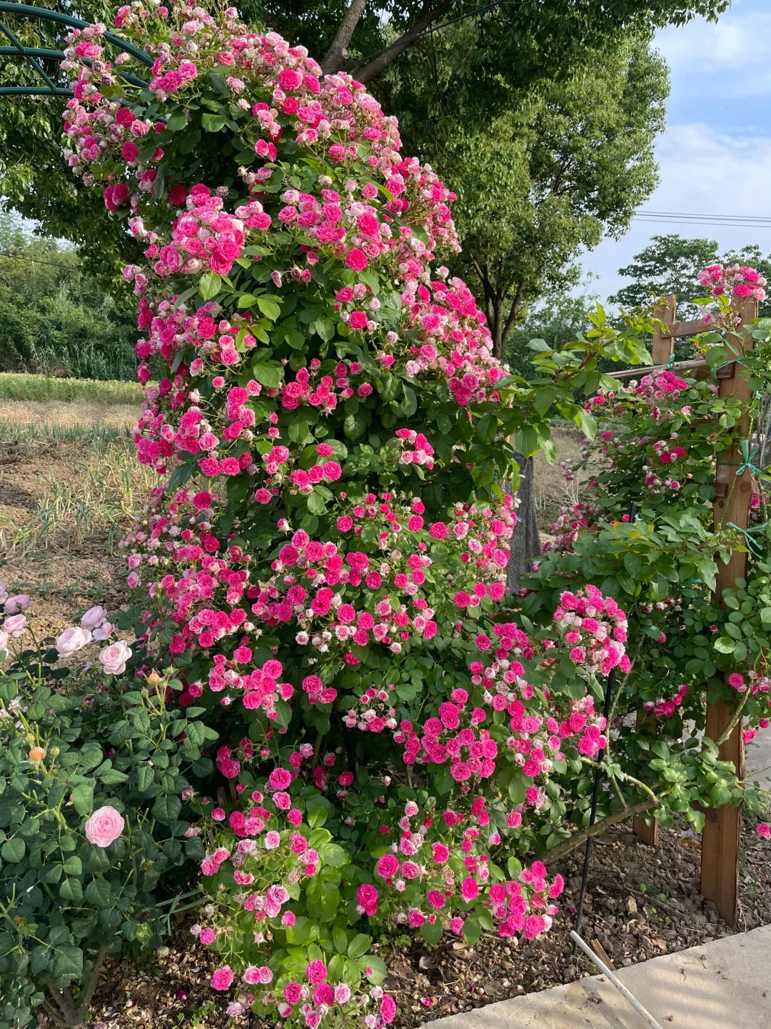 Climbing Rose 'Rouge' 胭脂扣 ' - Award-winning
