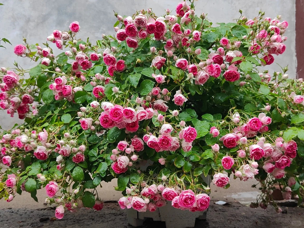 Climbing Rose 'Rouge' 胭脂扣 ' - Award-winning