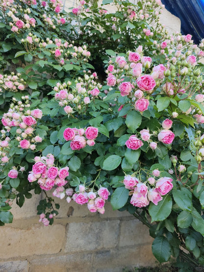 Climbing Rose 'Rouge' 胭脂扣 ' - Award-winning