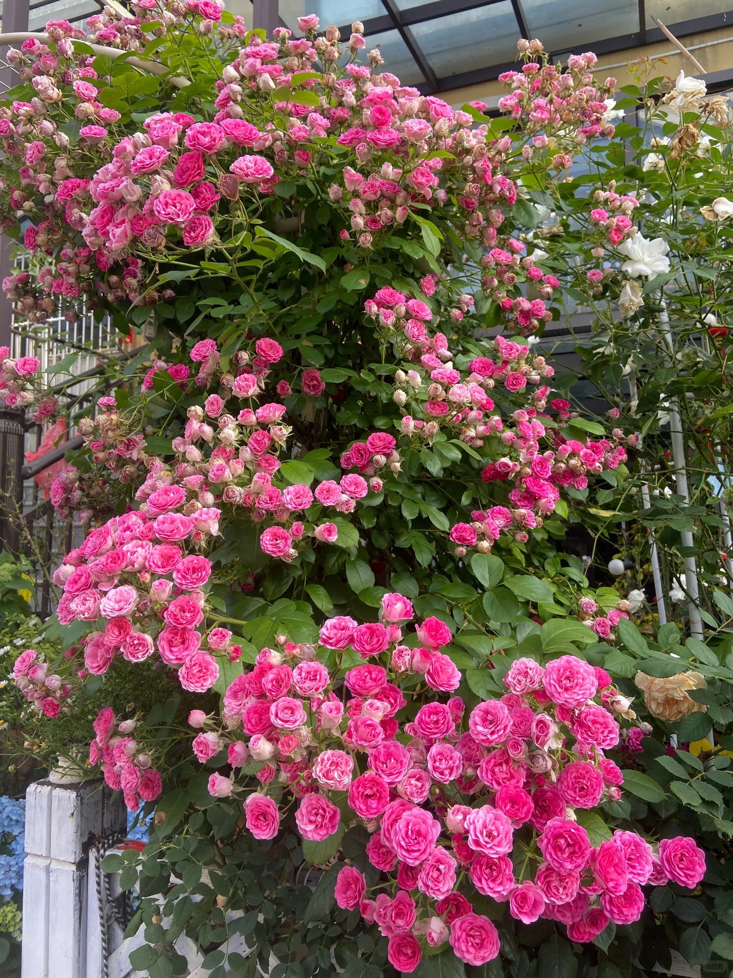 Climbing Rose 'Rouge' 胭脂扣 ' - Award-winning
