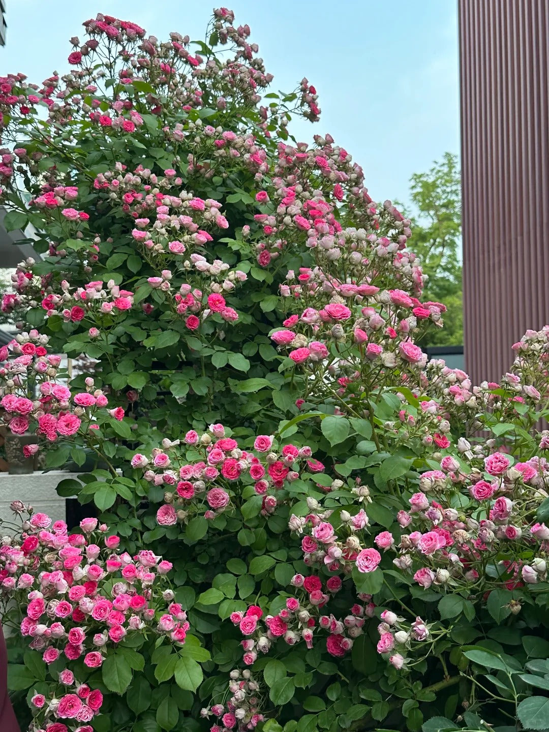 Climbing Rose 'Rouge' 胭脂扣 ' - Award-winning