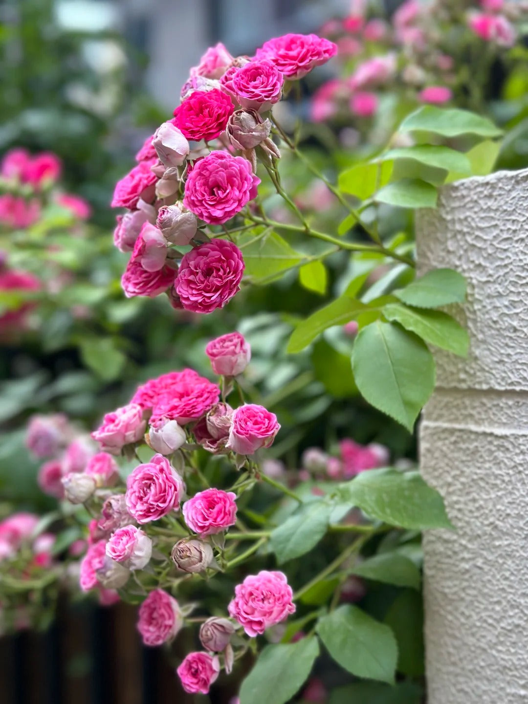 Climbing Rose 'Rouge' 胭脂扣 ' - Award-winning