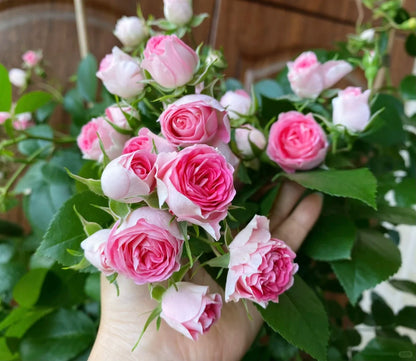 Climbing Rose 'Rouge' 胭脂扣 ' - Award-winning