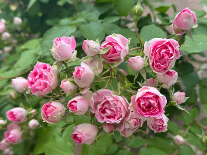 Climbing Rose 'Rouge' 胭脂扣 ' - Award-winning