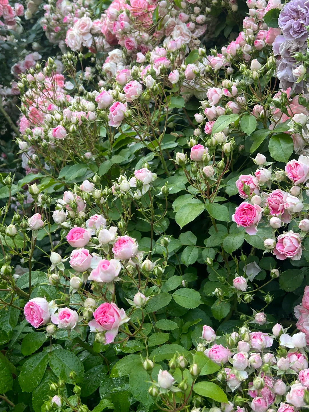 Climbing Rose 'Rouge' 胭脂扣 ' - Award-winning
