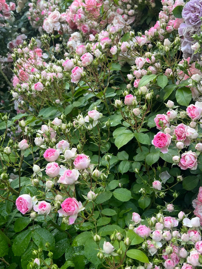Climbing Rose 'Rouge' 胭脂扣 ' - Award-winning
