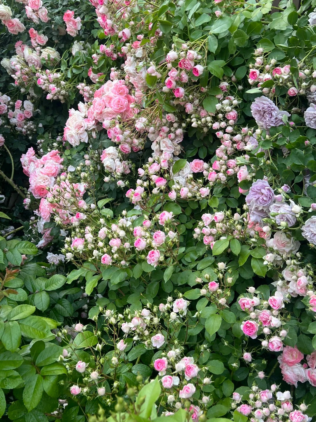 Climbing Rose 'Rouge' 胭脂扣 ' - Award-winning