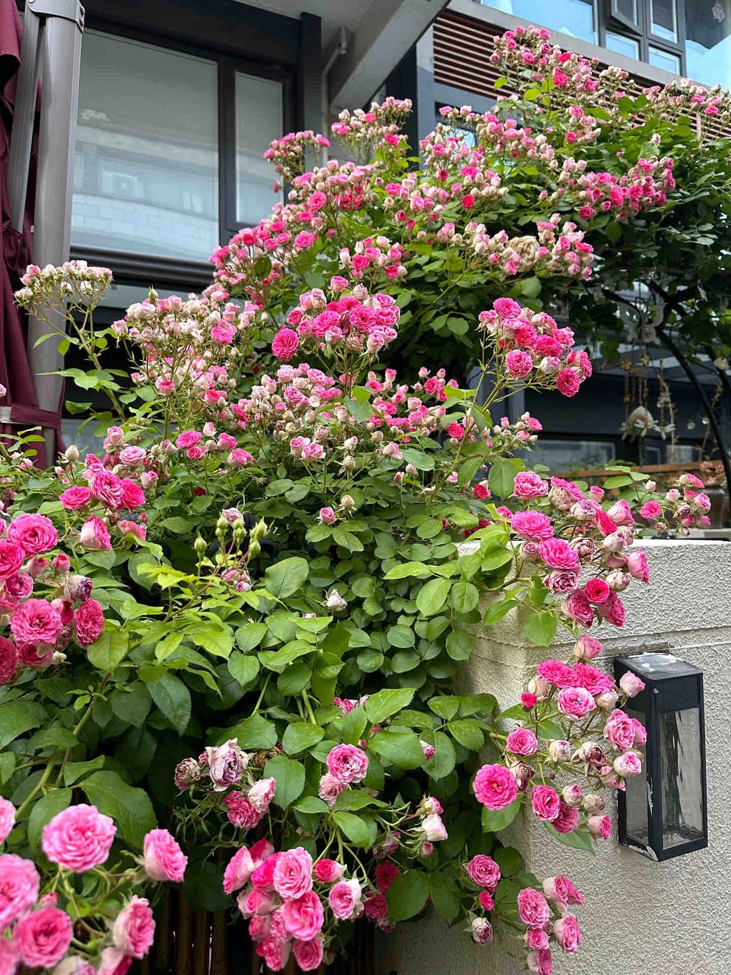 Climbing Rose 'Rouge' 胭脂扣 ' - Award-winning