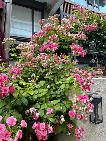 Climbing Rose 'Rouge' 胭脂扣 ' - Award-winning