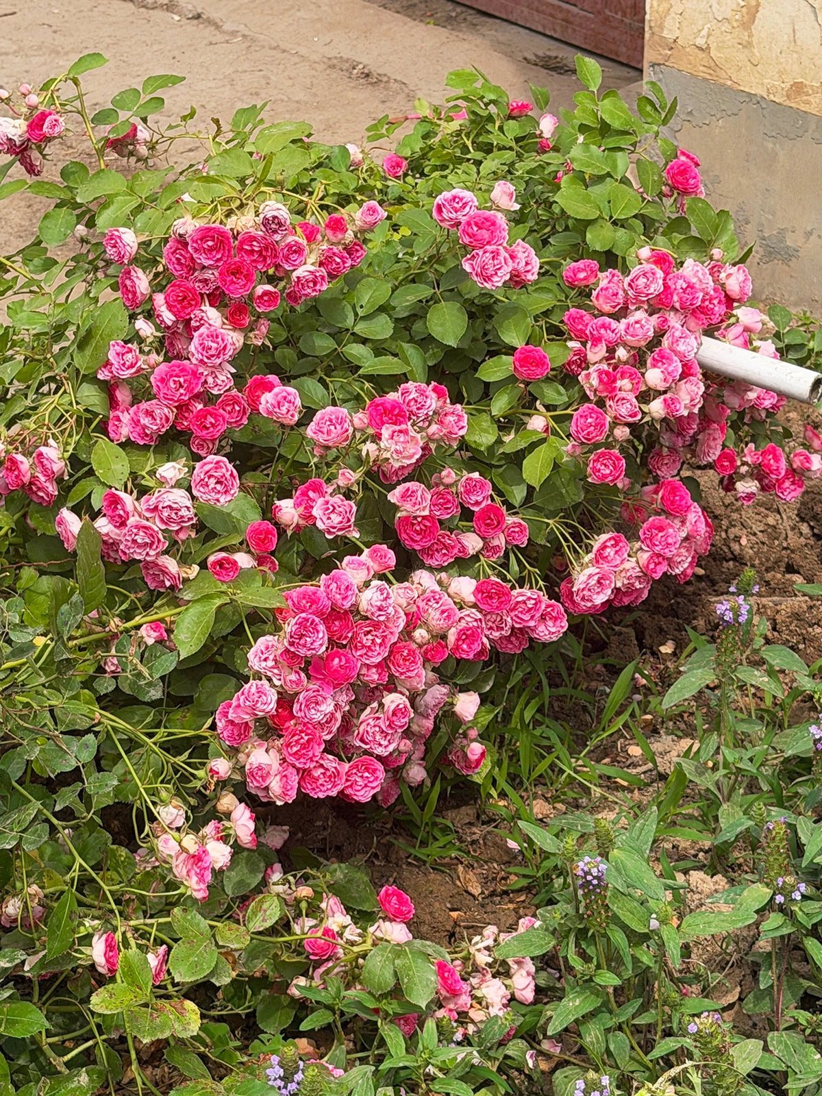 Climbing Rose 'Rouge' 胭脂扣 ' - Award-winning