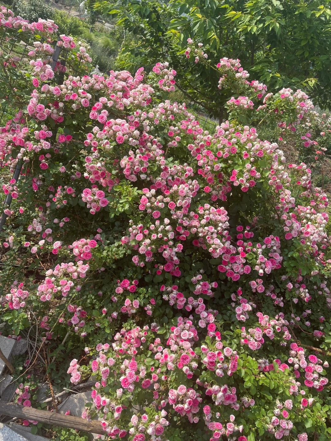 Climbing Rose  ' Rouge |ルージュ |  胭脂扣 ' - Award-winning
