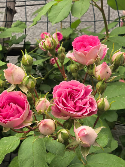Climbing Rose  ' Rouge |ルージュ |  胭脂扣 ' - Award-winning