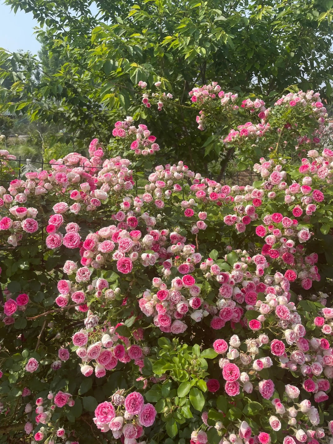 Climbing Rose  ' Rouge |ルージュ |  胭脂扣 ' - Award-winning