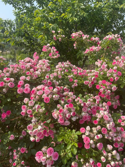 Climbing Rose  ' Rouge |ルージュ |  胭脂扣 ' - Award-winning