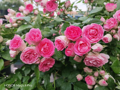 Climbing Rose  ' Rouge |ルージュ |  胭脂扣 ' - Award-winning