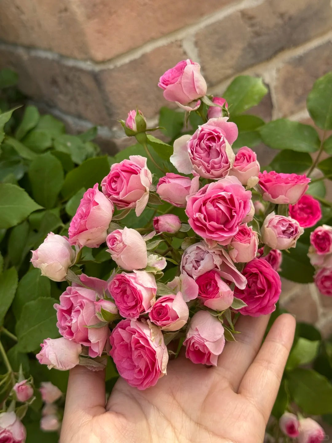 Climbing Rose  ' Rouge |ルージュ |  胭脂扣 ' - Award-winning