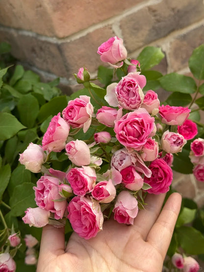 Climbing Rose  ' Rouge |ルージュ |  胭脂扣 ' - Award-winning