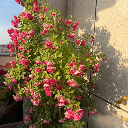 Climbing Rose  ' Rouge |ルージュ |  胭脂扣 ' - Award-winning