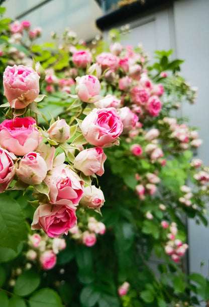 Climbing Rose  ' Rouge |ルージュ |  胭脂扣 ' - Award-winning